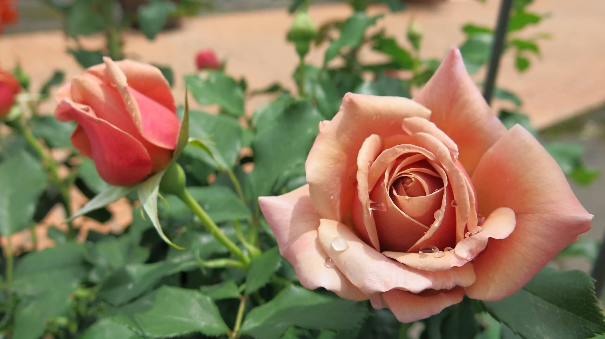 Swane's Nursery Image -58fbc5ebe3b96